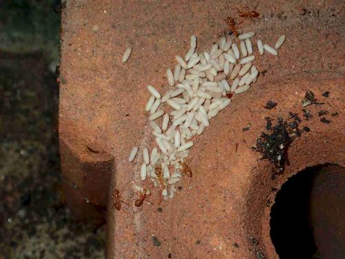 Anoplolepis gracilipes